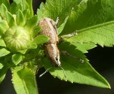 Image of Tanymecus (Tanymecus) lacaena (Herbst 1797)