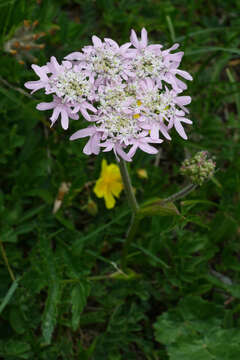 Image of Heracleum austriacum L.