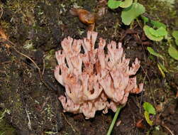 Image de Ramaria botrytoides (Peck) Corner 1950