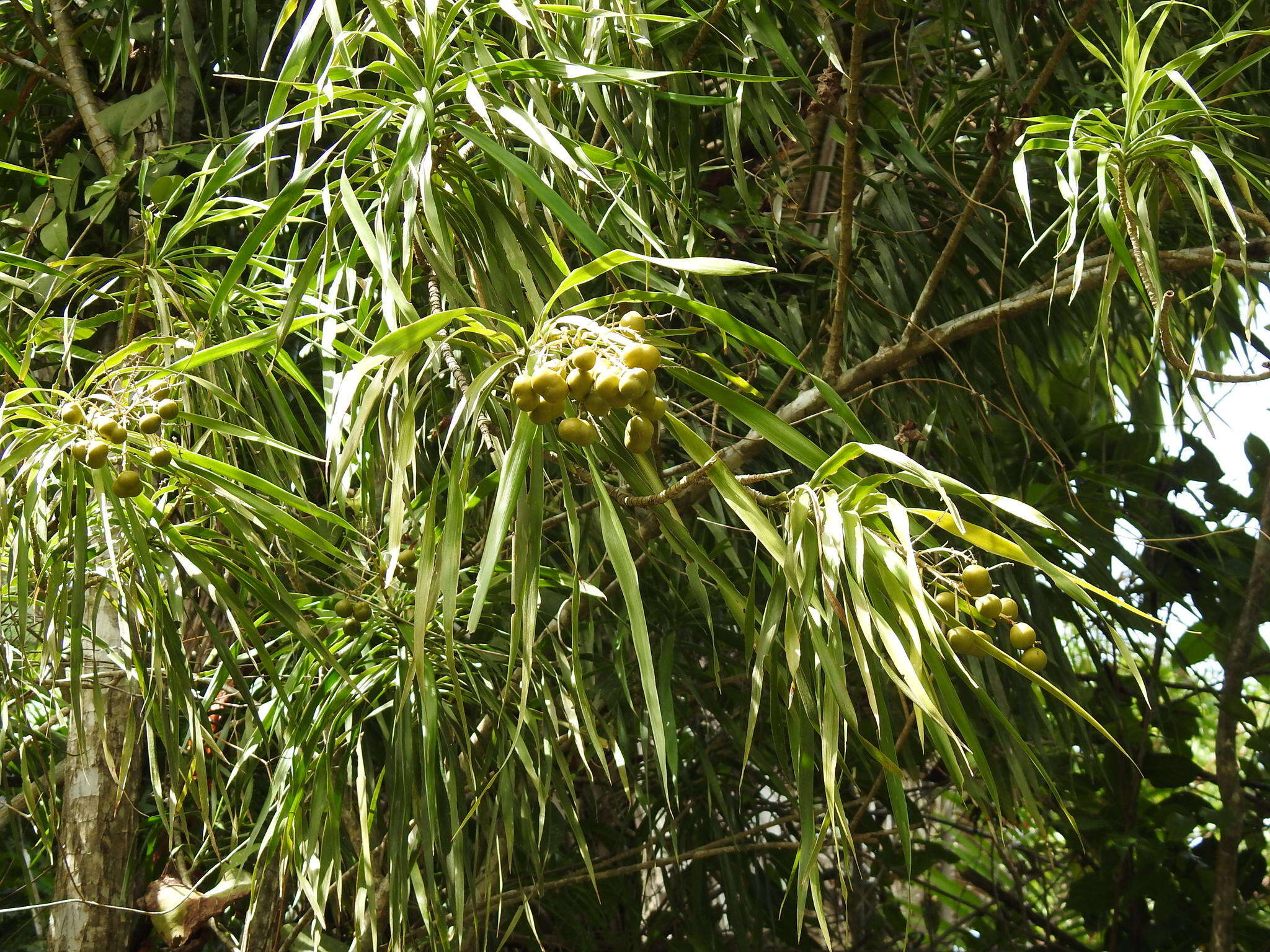 Слика од Dracaena americana Donn. Sm.