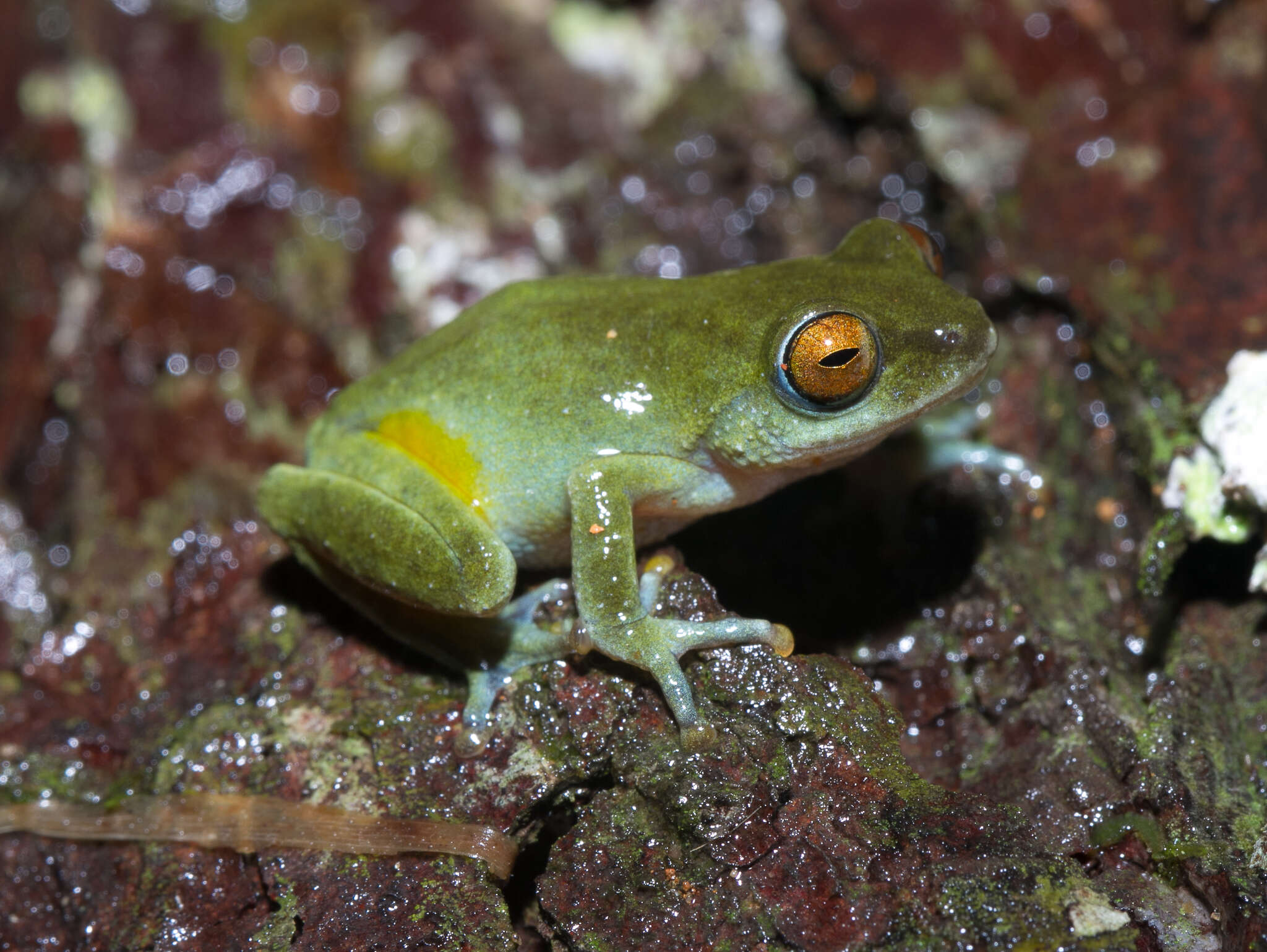 Image of Beddome's bubble-nest frog