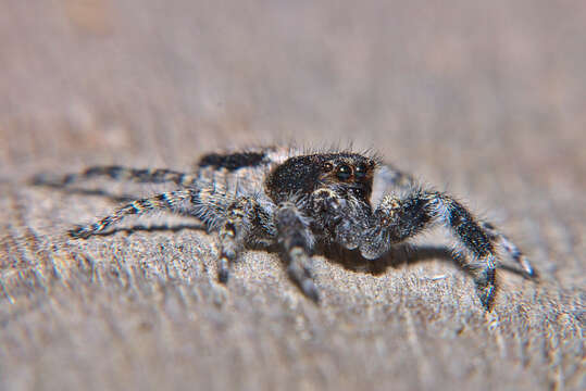 Imagem de Menemerus taeniatus (L. Koch 1867)