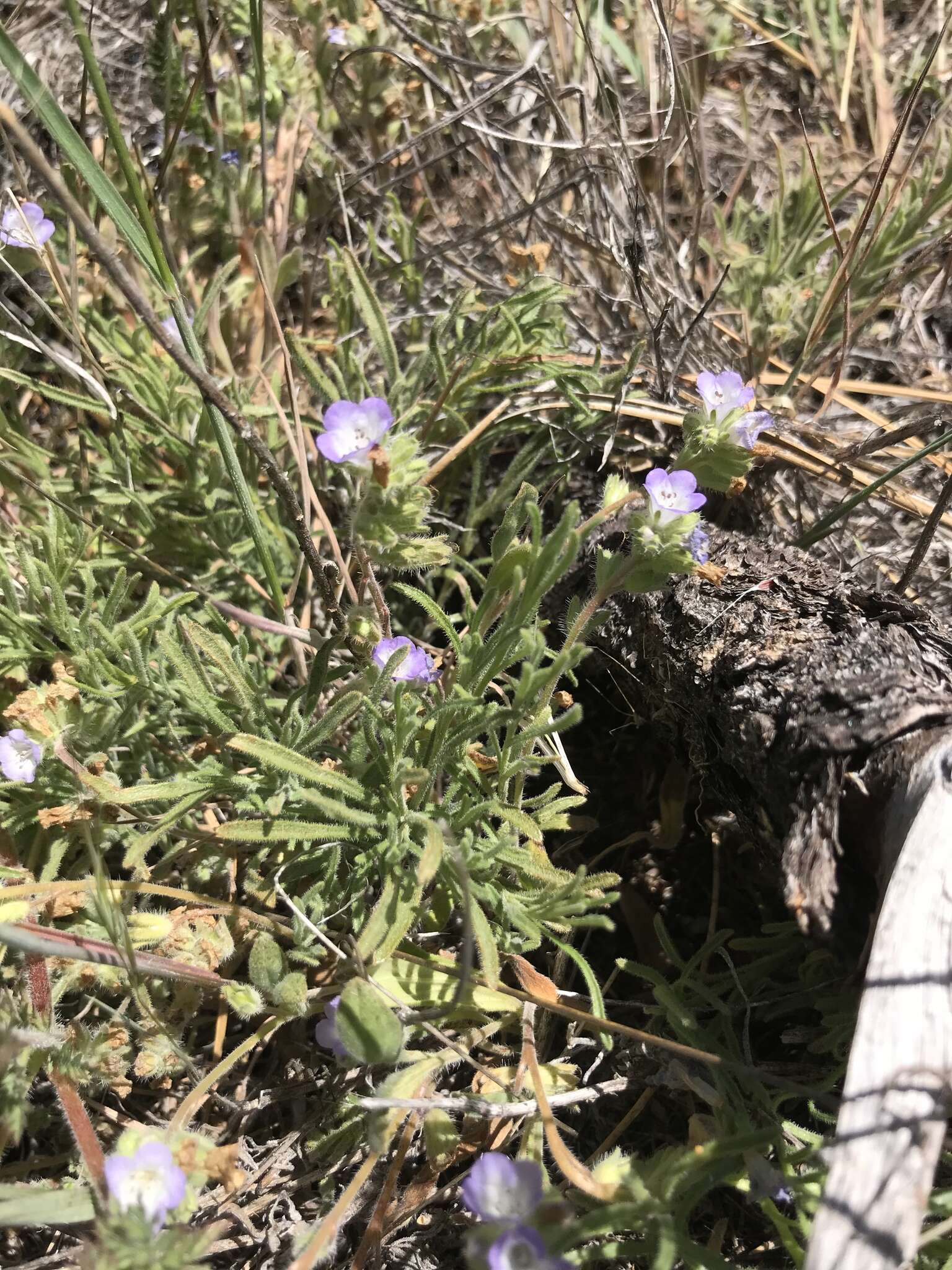 Image de Phacelia curvipes Torr. ex S. Wats.