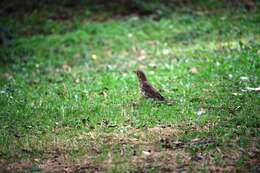 Image of Song Thrush