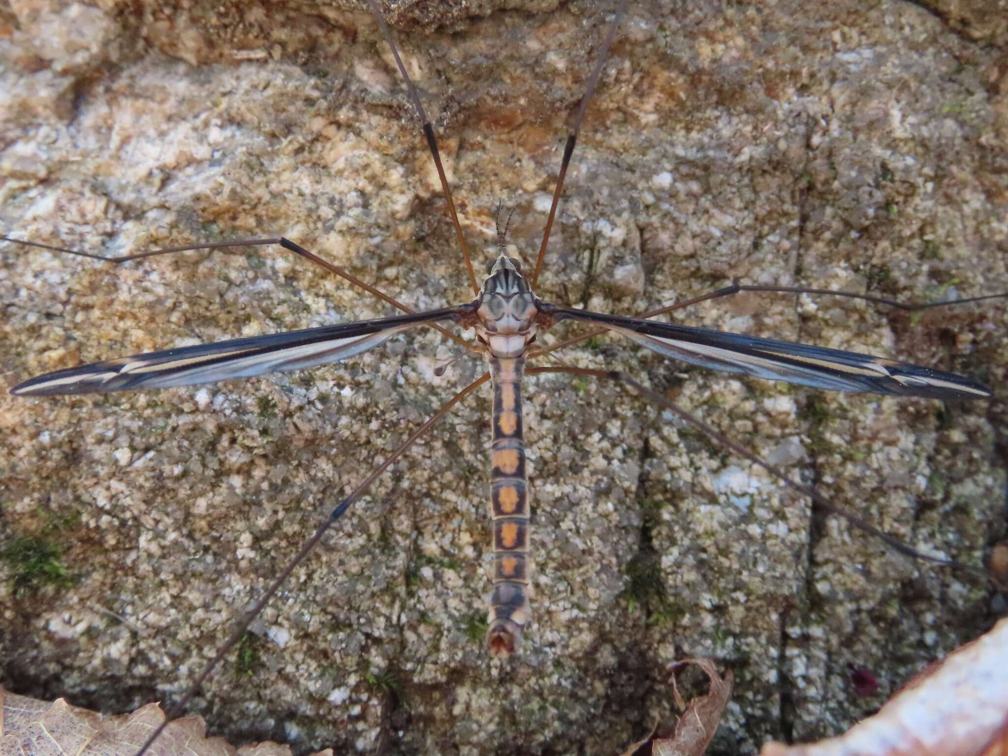 Image of Tipula (Yamatotipula) noveboracensis Alexander 1919