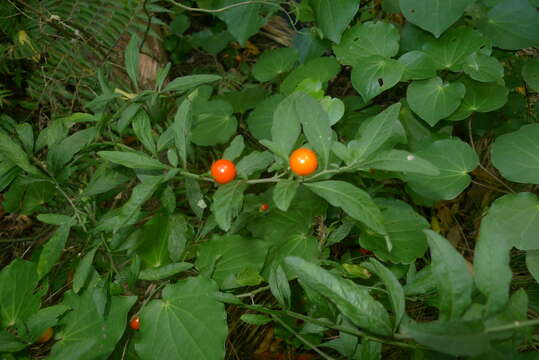 Image of Jerusalem Cherry