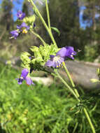 Image of western polemonium