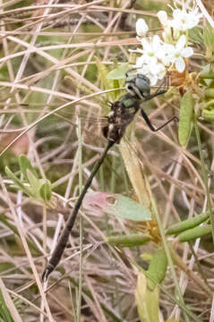 Image of Delicate Emerald