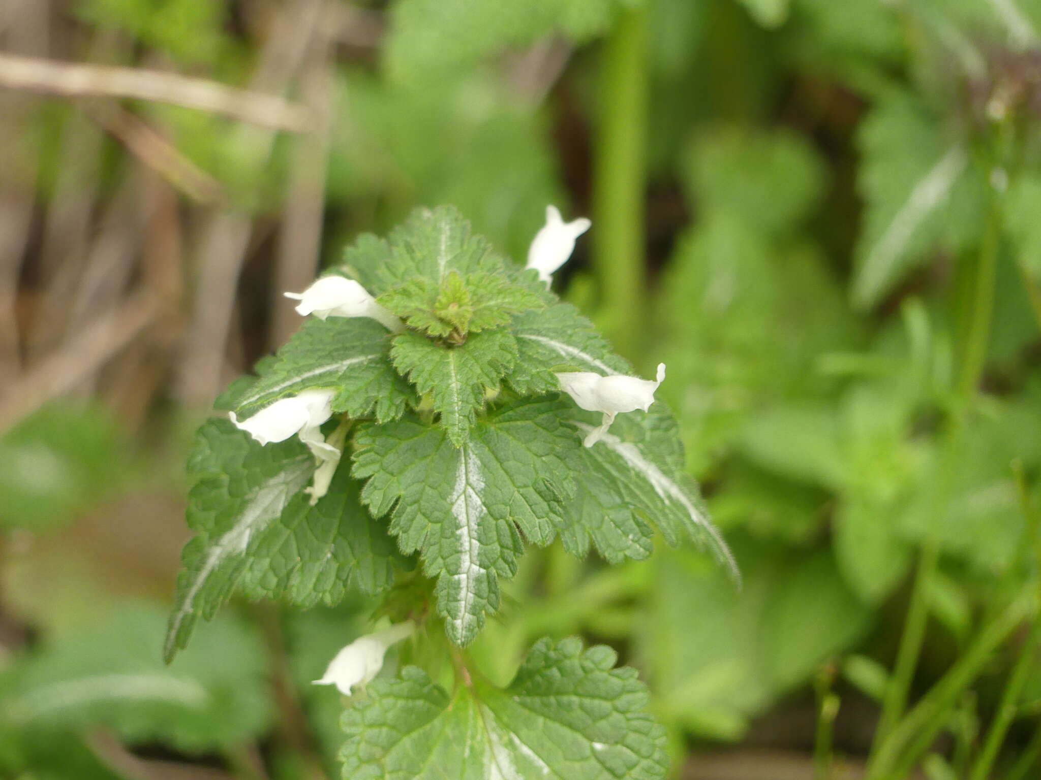 Plancia ëd Lamium bifidum Cirillo