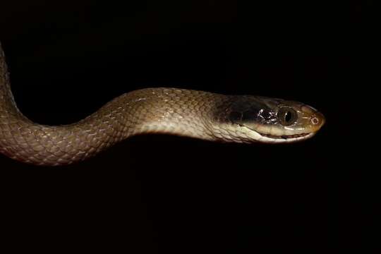 Image of Crotaphopeltis Fitzinger 1843