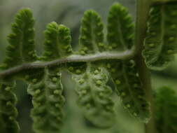 Image of False Beech Fern