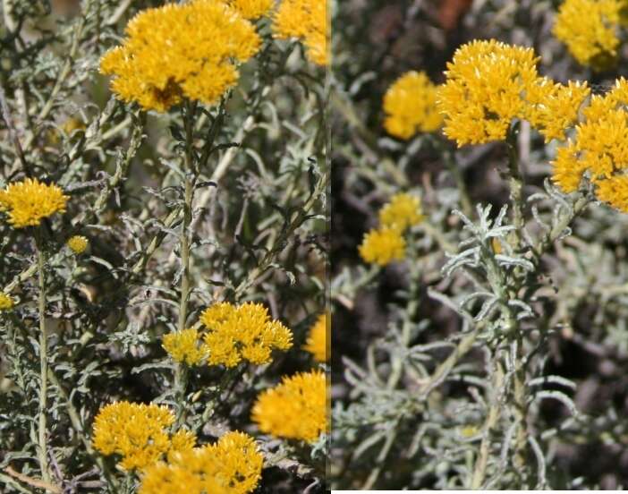 Image of Helichrysum rutilans (L.) D. Don