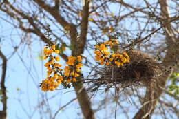 Image of Pterocarpus acapulcensis Rose