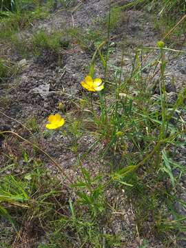 Image of Ranunculus polyanthemos L.