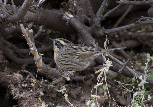 Image of Black-throated Accentor