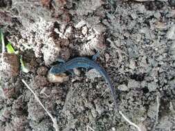 Image of Bosca's Newt