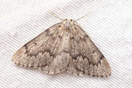 Image of Western False Hemlock Looper