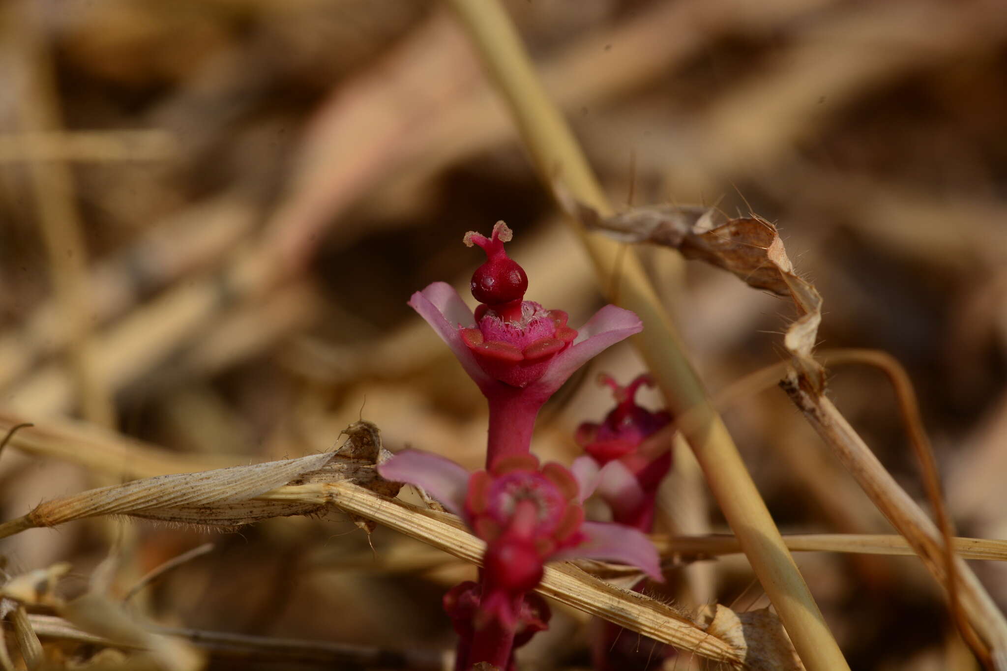 Image of Euphorbia fusiformis var. khandallensis (Blatt. & Hallb.) Binojk. & N. P. Balakr.