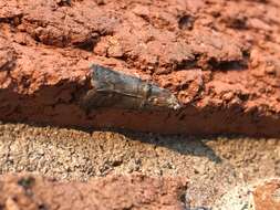 Image of Acrobasis rubrifasciella Packard 1874