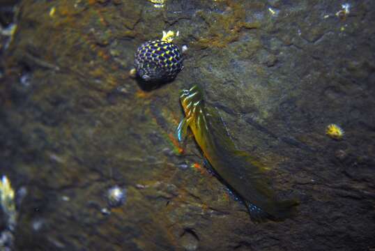 Image of Oyster Blenny