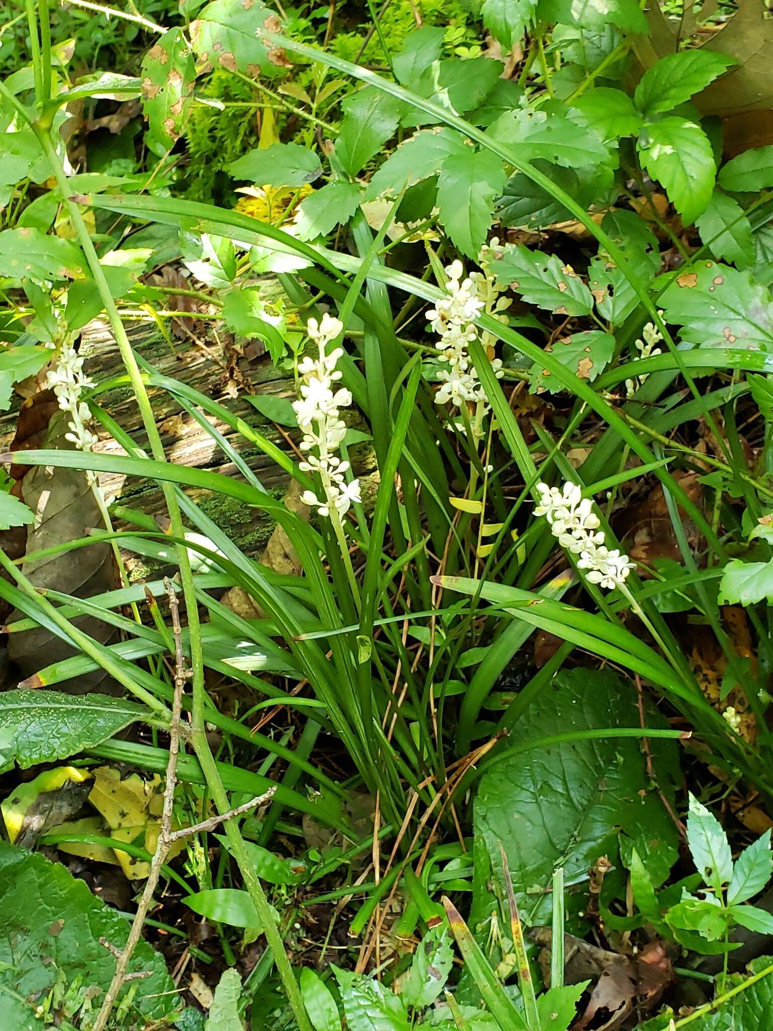 Image of creeping liriope