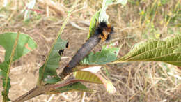 Слика од Borocera madagascariensis Boisduval 1833