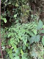 Adiantum andicola Liebm.的圖片