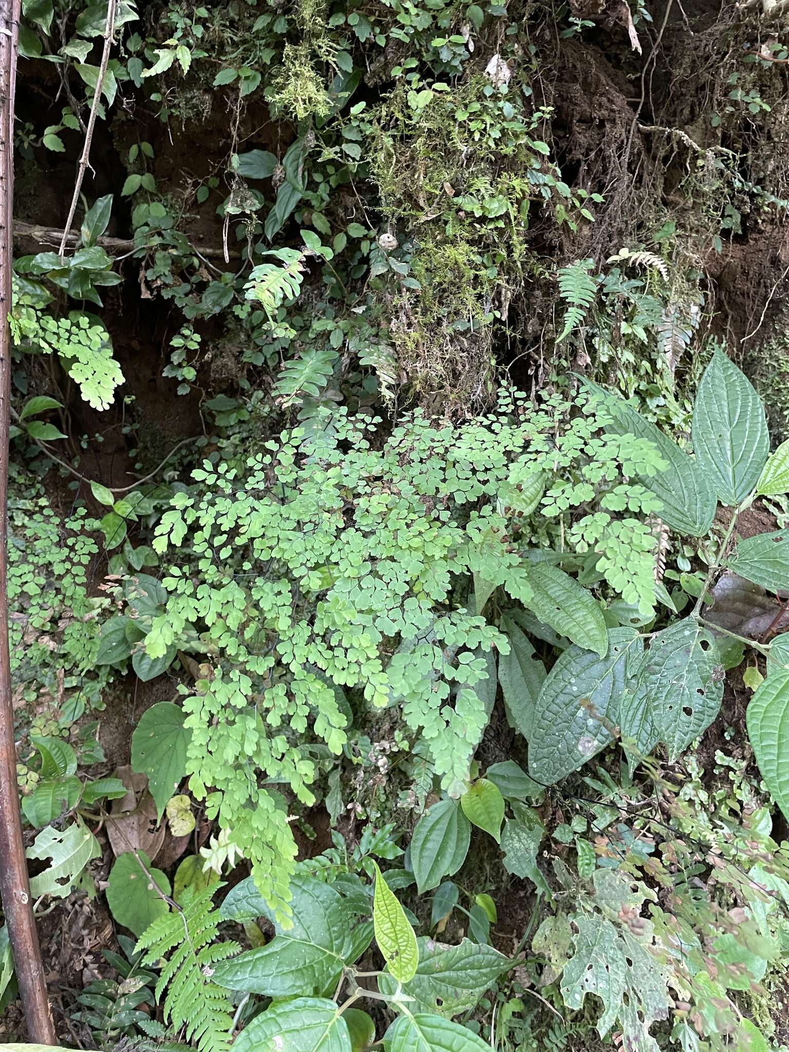 Adiantum andicola Liebm.的圖片