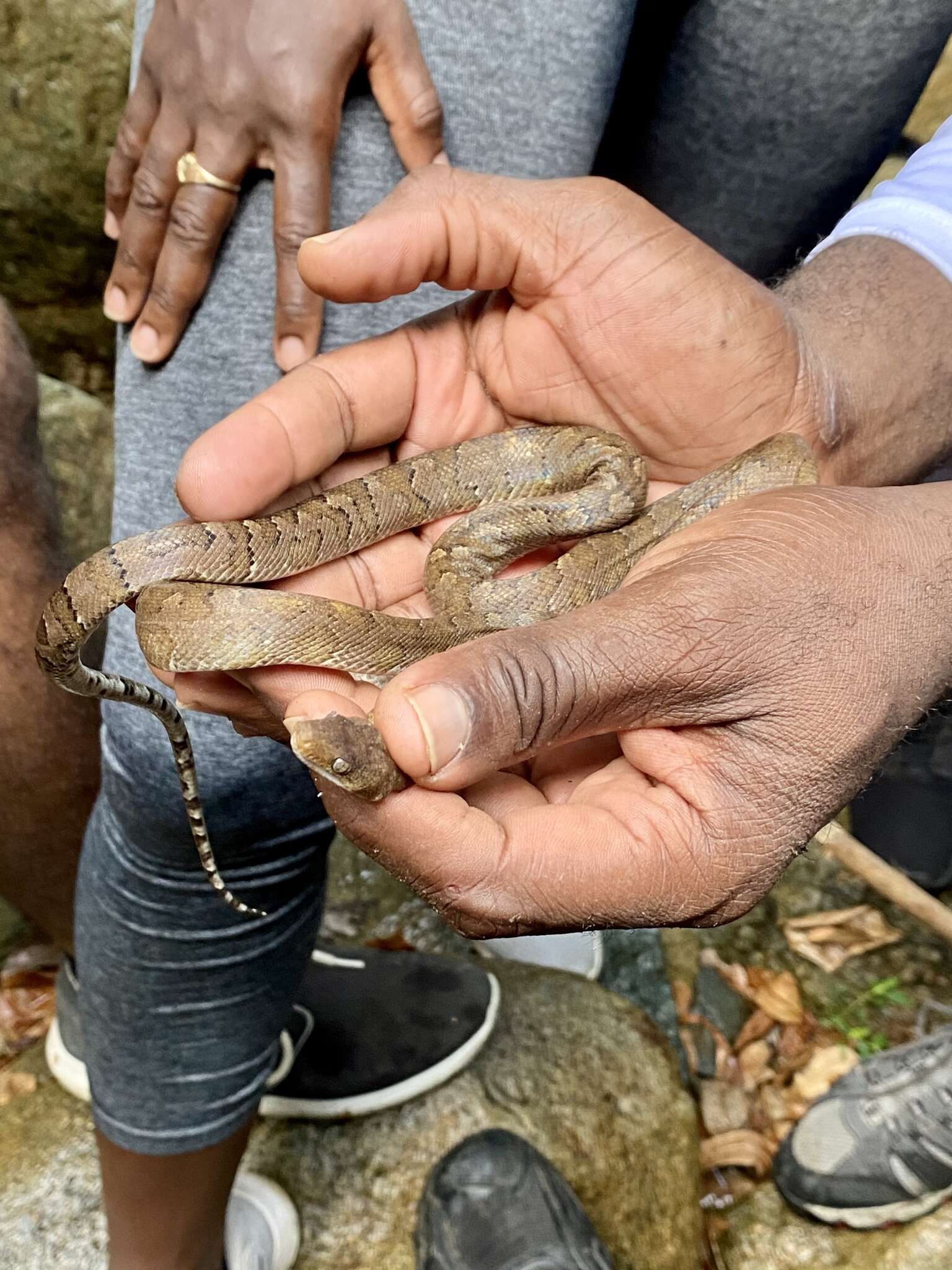 Image of Virgin Islands tree boa