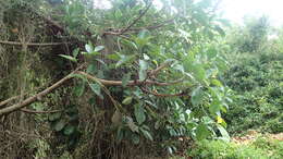 Image of Indian rubberplant