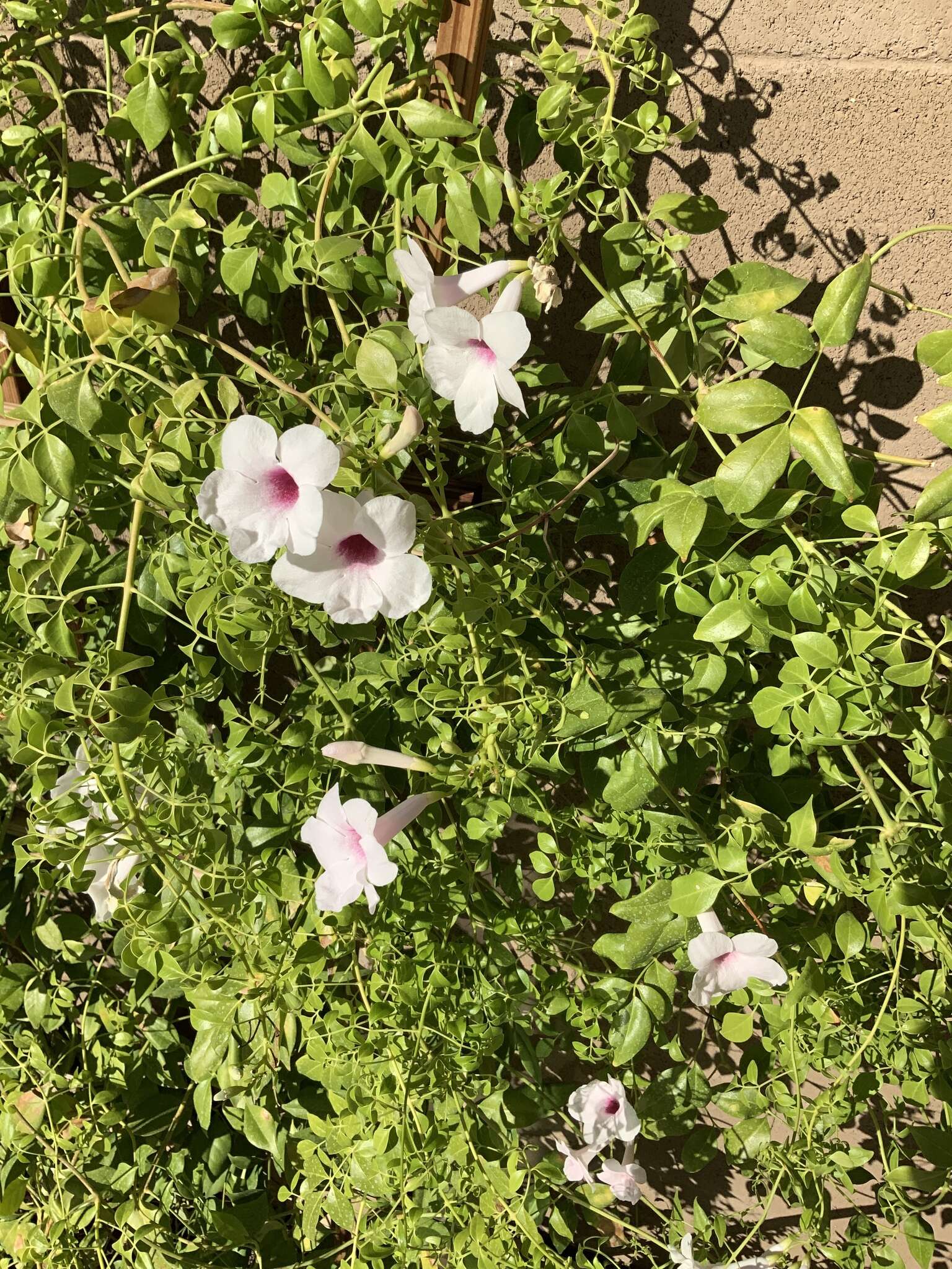 Image de Pandorea jasminoides (Lindl.) Schumann