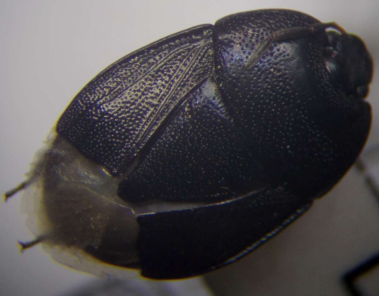 Image of <i>Sehirus luctuosus</i>