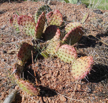 Image of Grassland Pricklypear