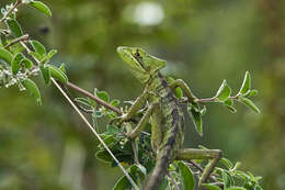 Image of Serrated casquehead iguana