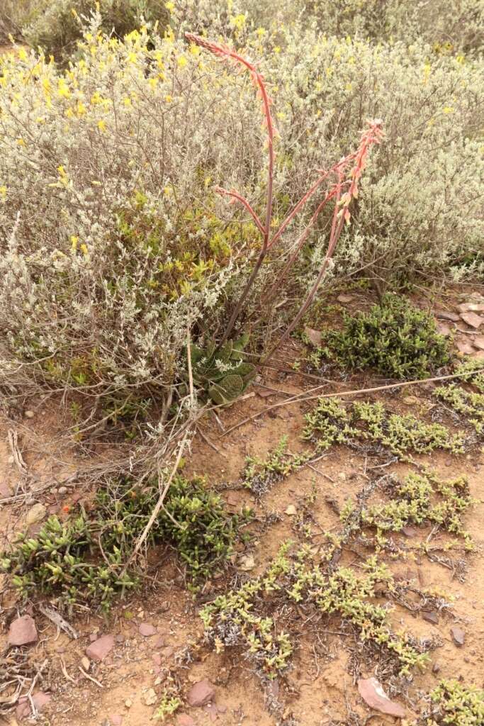 Image of Gasteria brachyphylla var. brachyphylla