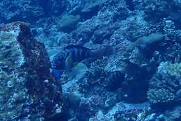 Image of Pink-margined Parrotfish