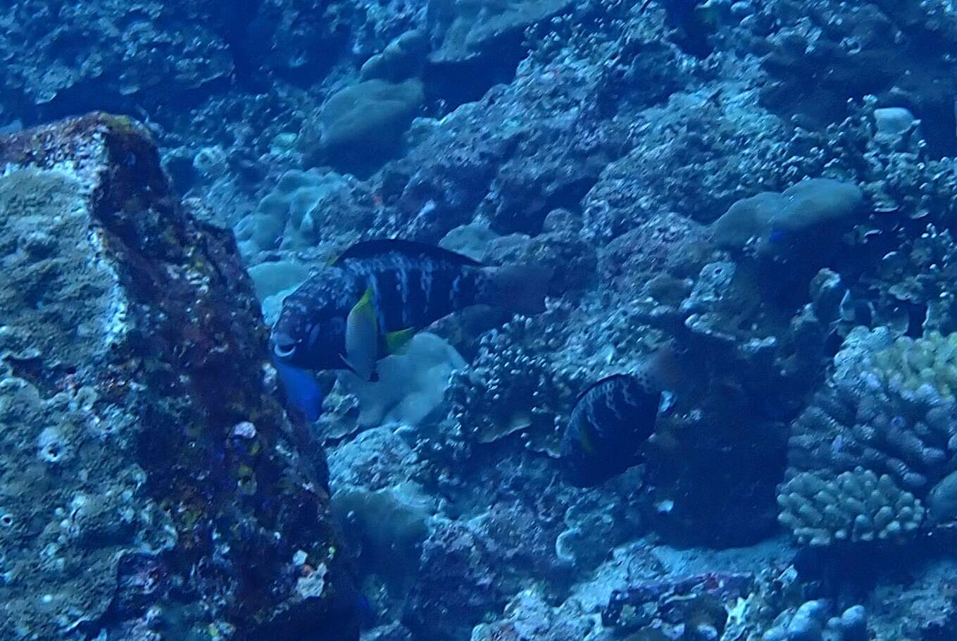 Image of Pink-margined Parrotfish