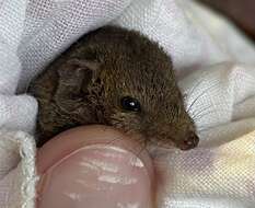 Image of Brown Antechinus