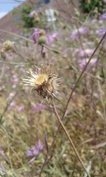 Plancia ëd Volutaria muricata (L.) Maire