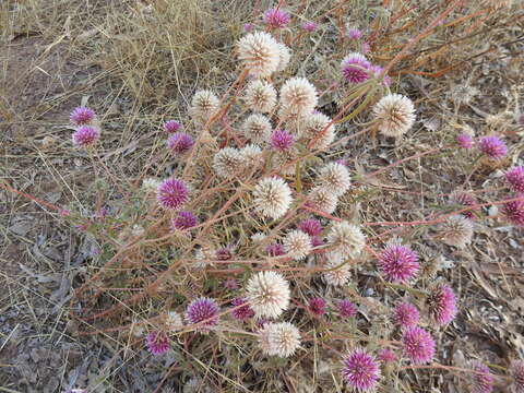 Image of Gomphrena canescens R. Br.