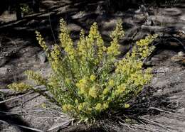 Image of Wright's goldenrod