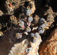 Sivun Euphorbia pseudoglobosa Marloth kuva