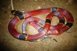 Image of Black-banded Coral Snake