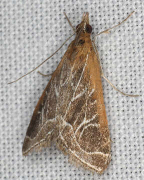 Image of Fulvous-edged Pyrausta Moth