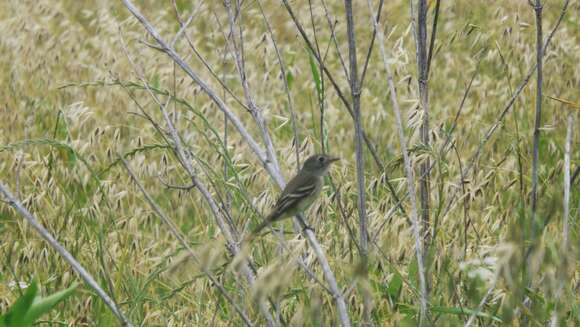 Empidonax minimus (Baird, WM, Baird & SF 1843)的圖片