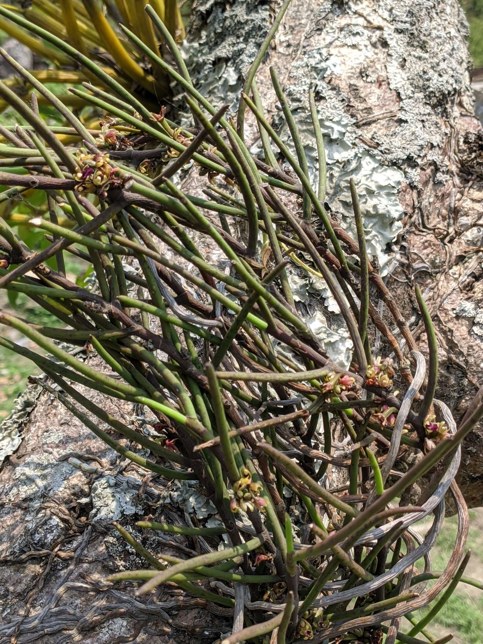 Image of Luisia trichorrhiza (Hook.) Blume