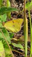 Plancia ëd Colias myrmidone (Esper 1781)