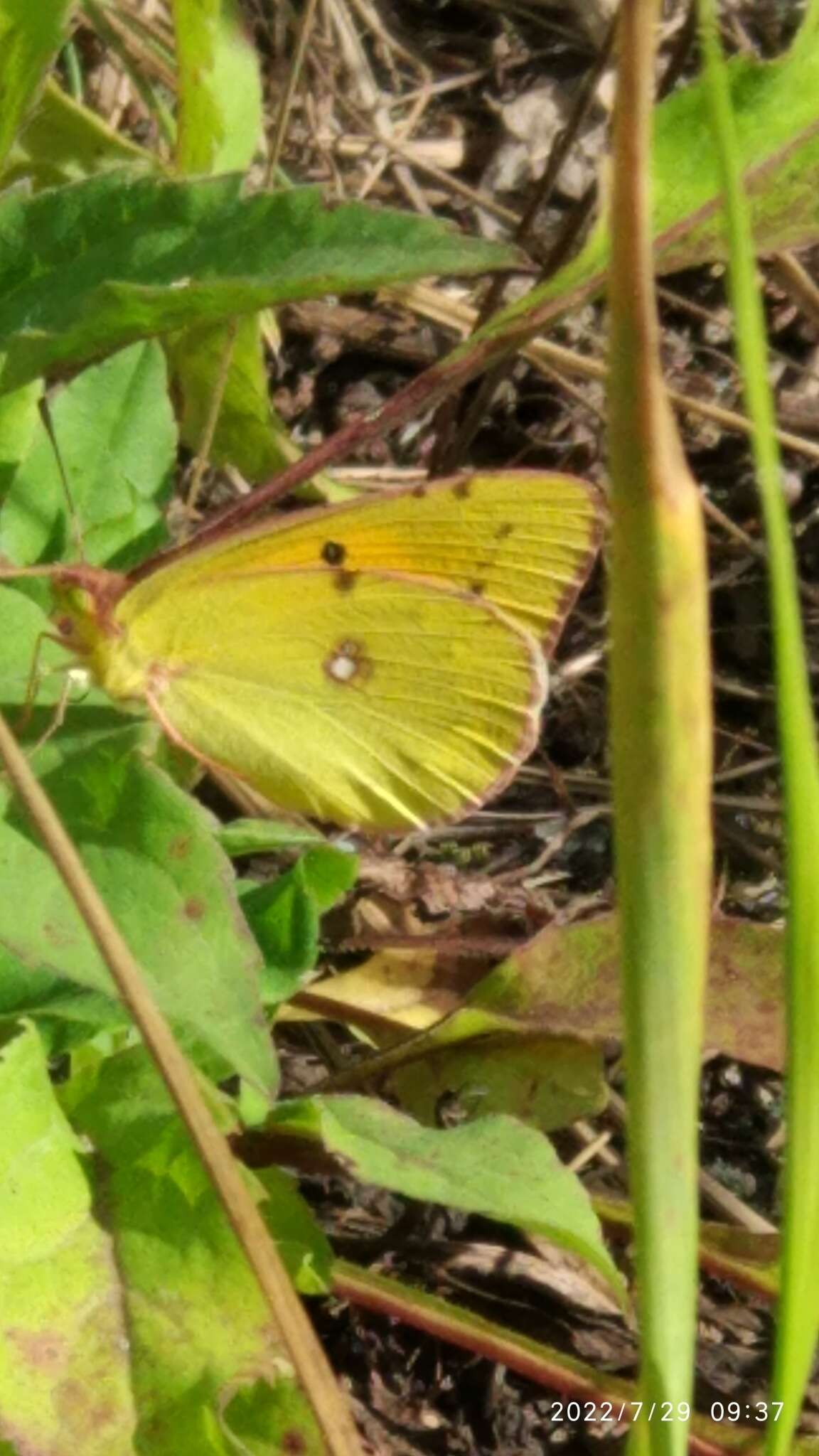 Plancia ëd Colias myrmidone (Esper 1781)