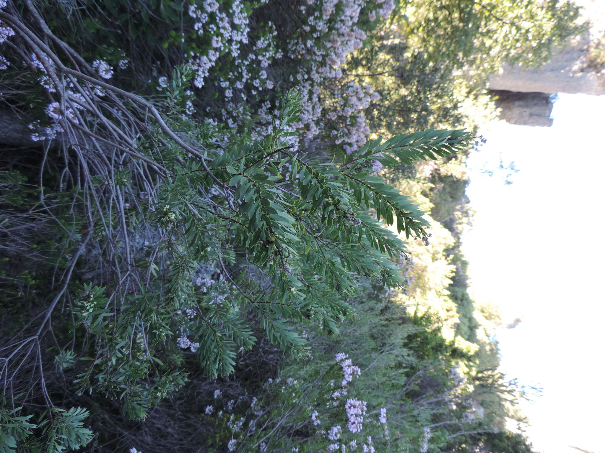 Image of Flax-Leaved Daphne