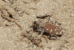 Plancia ëd Cicindela (Cicindela) oregona Le Conte 1856